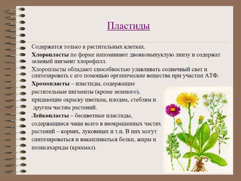 Пластиды  Содержатся только в растительных клетках.   Хлоропласты по форме напоминают двояковыпуклую